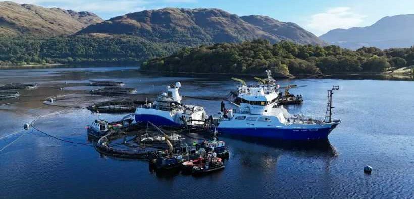 HEALTHY FISH LEAD TO HEALTHY PROFITS FOR MOWI