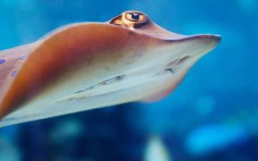 HIGH SEAS ALLIANCE WELCOMES SWIFT ACTION ON TREATY