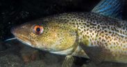 ICES GIVES TWO-PART ADVICE FOR NORTH SEA COD