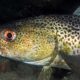 ICES GIVES TWO-PART ADVICE FOR NORTH SEA COD