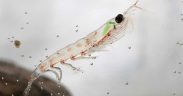 KRILL MEAL SUPPORTS SALMON SURVIVAL