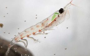 KRILL MEAL SUPPORTS SALMON SURVIVAL