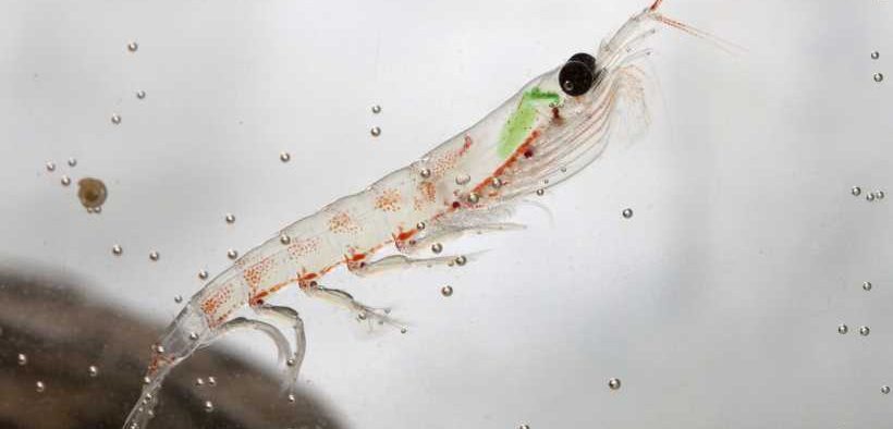 KRILL MEAL SUPPORTS SALMON SURVIVAL