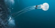 LANDMARK HIGH SEAS TREATY SET TO BECOME