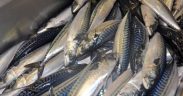 MACKEREL QUOTA CUT WOULD HAVE DEVASTATING IMPACT