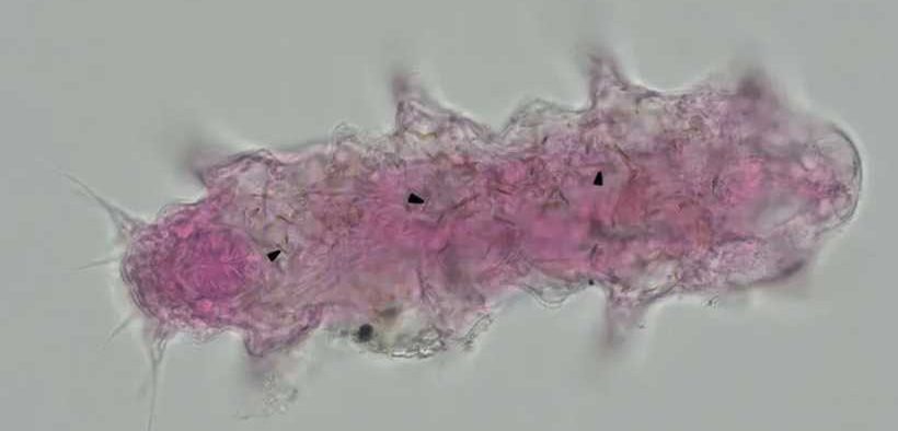 NEW MARINE TARDIGRADE
