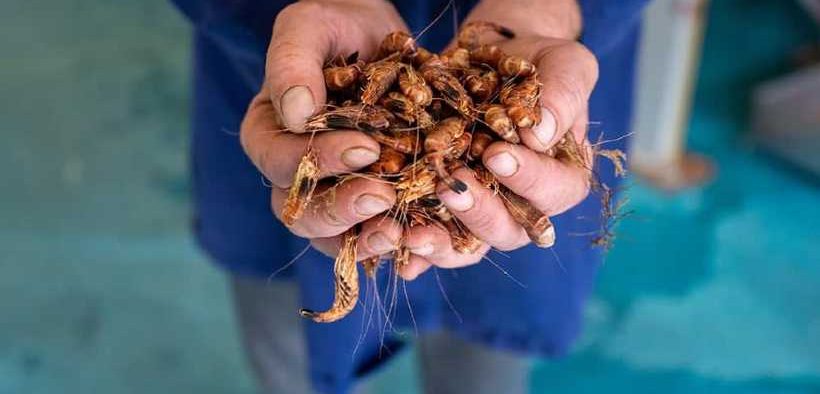 NORFOLK BROWN SHRIMP FISHERY STARS