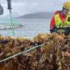 NORWAY’S AQUACULTURE INNOVATORS