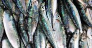 SCOTTISH MACKEREL FISHERMEN SLAM CATCH ADVICE