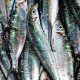 SCOTTISH MACKEREL FISHERMEN SLAM CATCH ADVICE