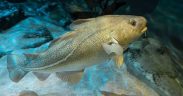 SHETLAND FISHERMEN PROPOSE COD STOCK STABILITY MEASURES