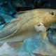 SHETLAND FISHERMEN PROPOSE COD STOCK STABILITY MEASURES