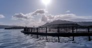 Scottish salmon farmers cut antibiotic use to record low