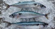 UK MACKEREL SUPPLIES UNDER THREAT