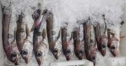 WHAT IS THE OPTIMAL POINT IN TIME TO FREEZE FISH2