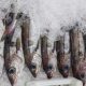 WHAT IS THE OPTIMAL POINT IN TIME TO FREEZE FISH2