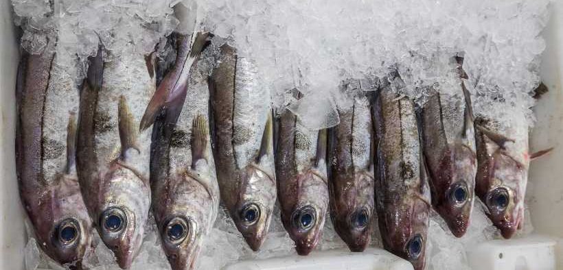 WHAT IS THE OPTIMAL POINT IN TIME TO FREEZE FISH2