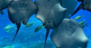 FROM GENTLE GIANTS TO GHOSTLY HUNTERS
