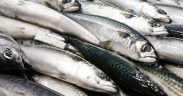 GLOBAL SEAFOOD COALITION DESCRIBES MACKEREL UPDATE