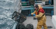 HALF OF UK’S TOP TEN FISH STOCKS IN PERIL