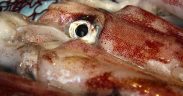 Markets Call for Regional Coordination in Pacific Jumbo Squid Fishery