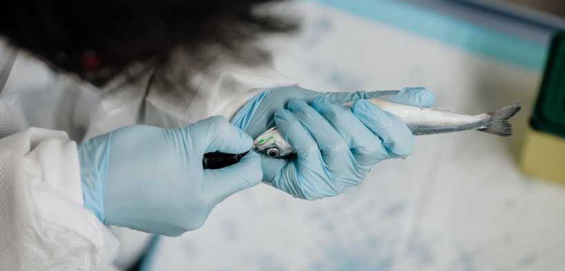 ONDA EXPANDS TENACIBACULUM STUDY MODELS