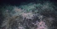 THE WORLD’S FIRST BAMBOO CORAL REEF