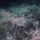 THE WORLD’S FIRST BAMBOO CORAL REEF