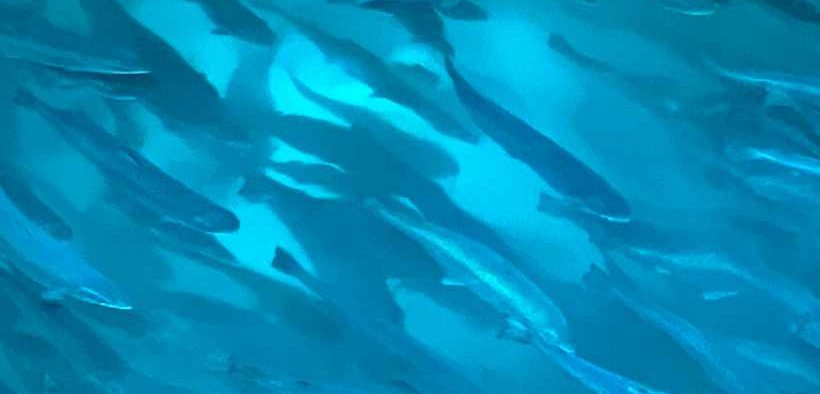 25OHD3 FEED ADDITIVES DISCOURAGED IN CHINA