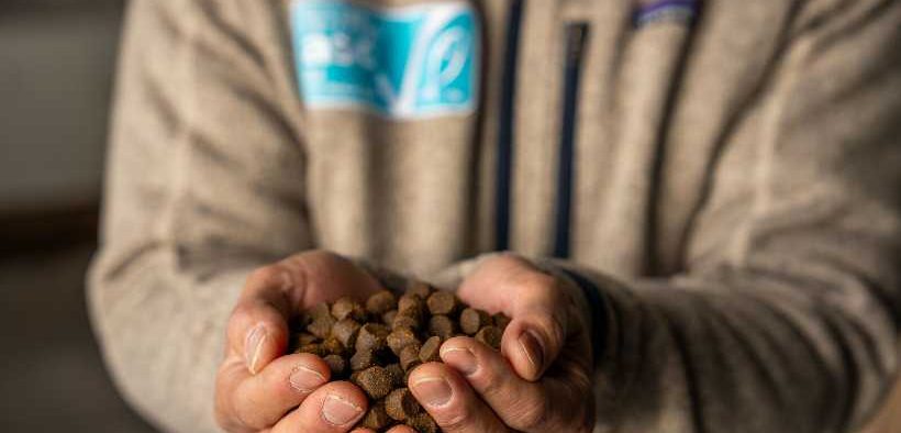 ASC FEED CERTIFICATION ACCELERATES