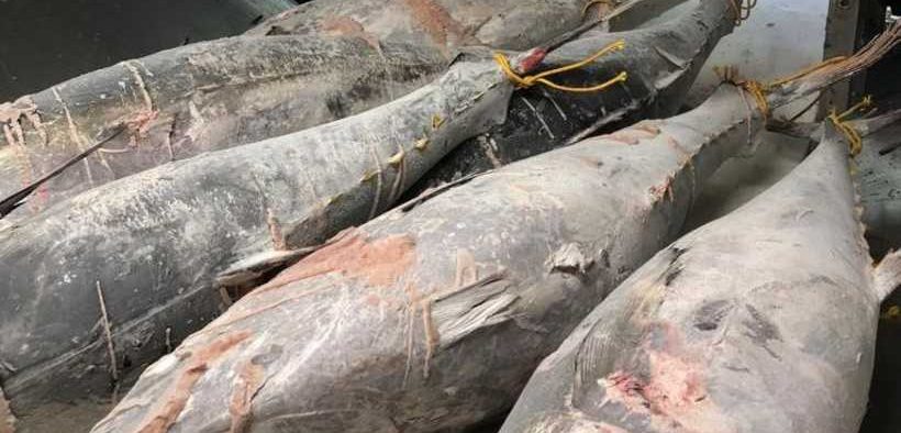 EUROPÊCHE WELCOMES NEW EU FREEZING-IN-BRINE REGULATION