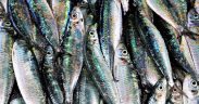 GOOD ABUNDANCE OF MACKEREL