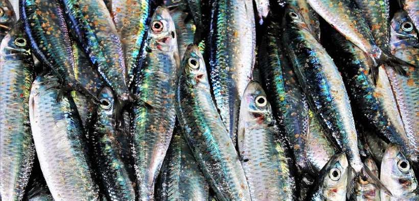 GOOD ABUNDANCE OF MACKEREL