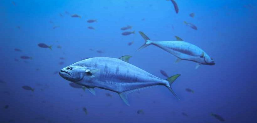 ISSF REVIEWS ICCAT ANNUAL MEETING