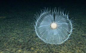 NOAA-LED OCEAN MAPPING EXPEDITION IN COOK ISLANDS