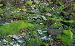 PML SCIENTISTS CONTRIBUTE TO INTERNATIONAL