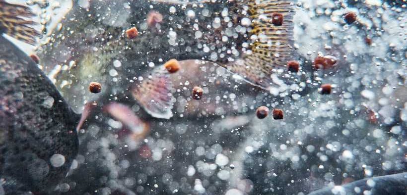 RANGEN LEADS U.S. AQUACULTURE FORWARD