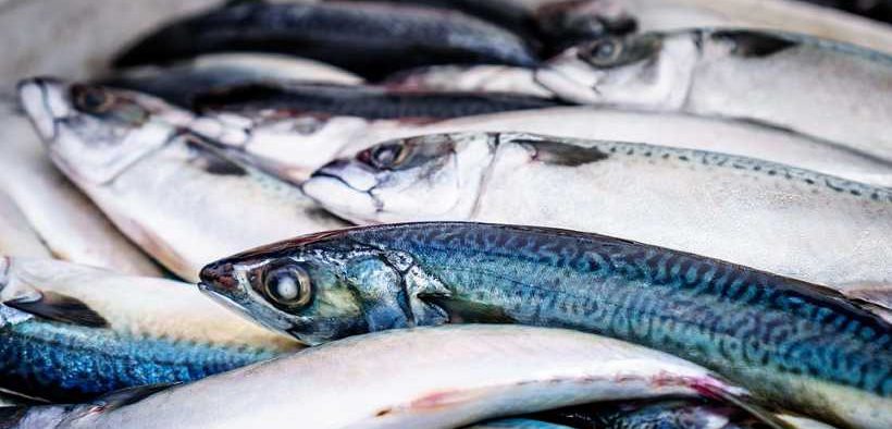 FISH PRODUCERS WARN OF THREAT TO FLEET