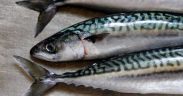 FOUR-PARTY MACKEREL AGREEMENT SIDELINES EU