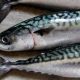 FOUR-PARTY MACKEREL AGREEMENT SIDELINES EU