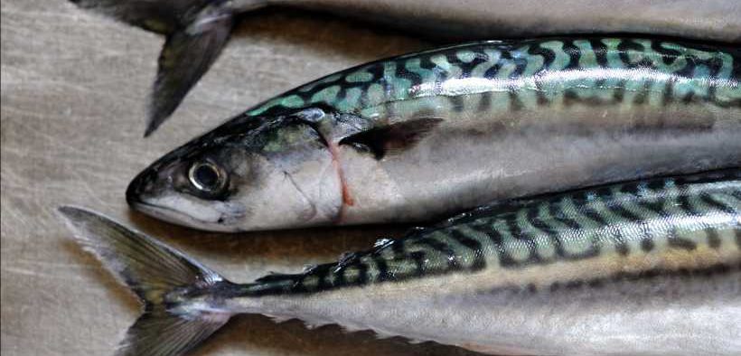 FOUR-PARTY MACKEREL AGREEMENT SIDELINES EU