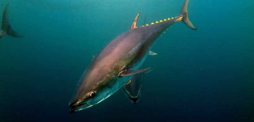 ATLANTIC BLUEFIN TUNA WILL SHIFT NORTH