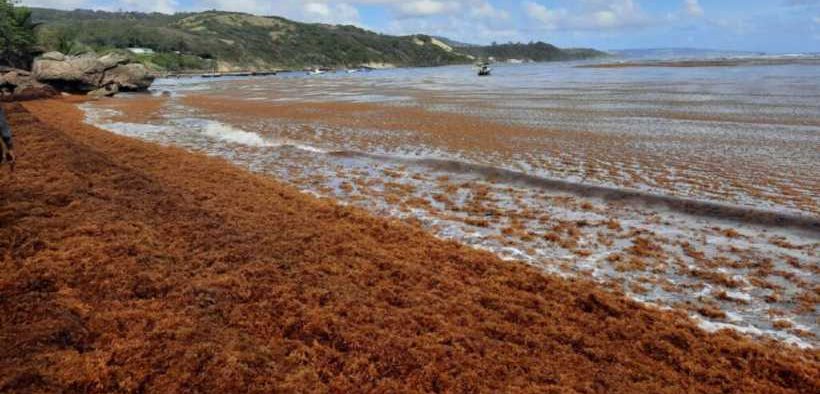 DRASTIC SEAWEED GROWTH