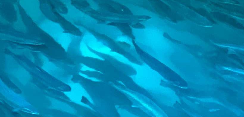 DSM-FIRMENICH TO DIVEST ANIMAL NUTRITION & HEALTH