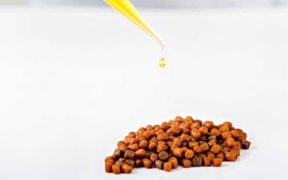 RAINBOW TROUT STORE MORE OMEGA-3