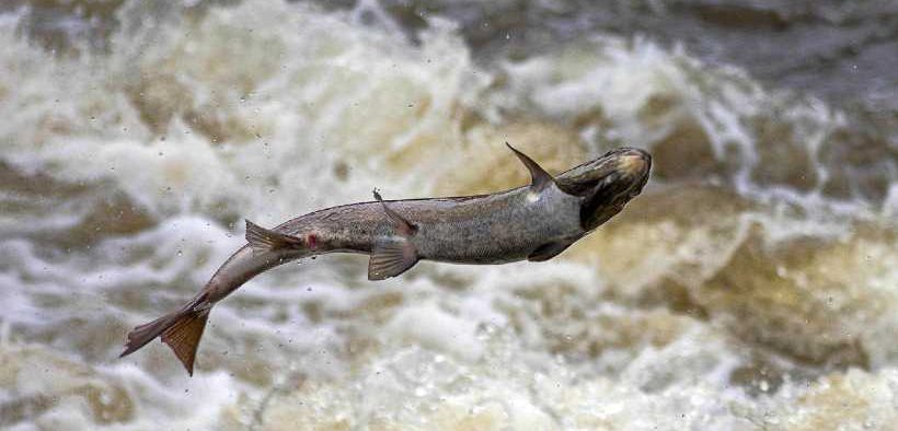 SALMONSTATE URGES ACTION ON CHUM BYCATCH CAPS