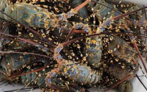 SEAFDEC LAUNCHES INITIATIVE