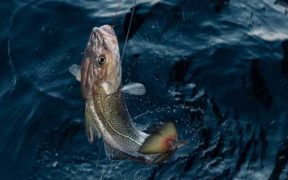 SEASONAL SKREI ON CULINARY MIGRATION