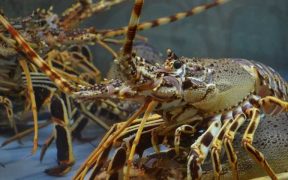 EXPORTS OF IRISH SALMONIDS AND SPINY LOBSTER