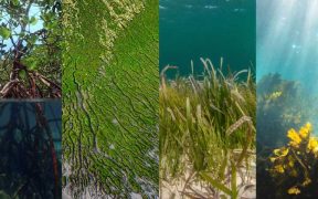 GLOBAL STUDY IDENTIFIES URGENT BLUE CARBON PRIORITIES